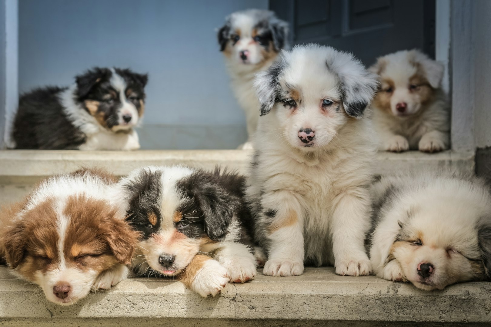 puppy mill